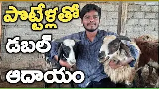 పొట్టేళ్ళ పెంపకం young farmer pottella pempakam @MalleshAdla