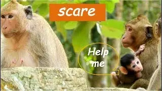 OMG | KARI kidnaps cute baby monkey JILLA from mom JILL | JILLA very scare scream mom call help