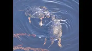 Turtle Turf War: Native spotted turtles in the New Jersey Pinelands (Zoomed in with Photos)