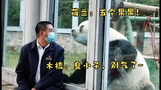 萌兰与穆叔(木梳)的日常~木梳经常逗萌兰说话，萌兰也很喜欢木梳，一看他就咩咩叫，穆叔不是奶爸，他负责园区内的建筑及维护，萌兰园子里的所有木架、秋千等玩具都是木梳管理的