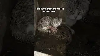 This kind story will melt your heart😭. #cat
