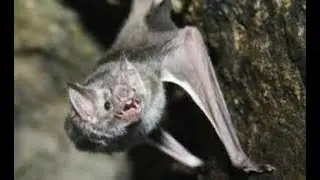 Bartonella and vampire bats: A look at the recent research
