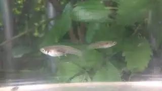Neoheterandria tridentiger