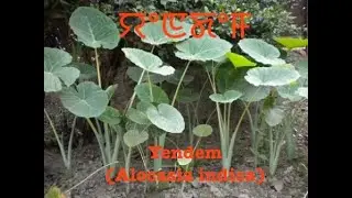 Yendem (Alocasia indica): Nutritional & Medicinal Properties in Manipuri: ꯌꯦꯟꯗꯦꯝ