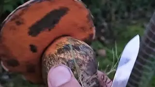 lurid bolete فطر البوليت لوريد #mushroom #فطر