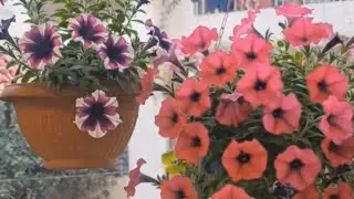 How Petunia Flowers Changed Our Understanding of Genetics Forever