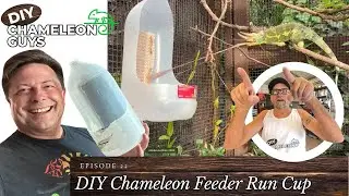 Сделайте свой собственный кубок для кормления хамелеонов!