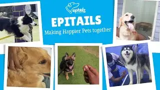Making happier pets together | Epitails | Our Services