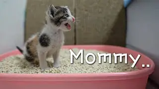 4 WEEK OLD RESCUED KITTEN NEVER STOPS CRYING DUE TO MISS HER MOM