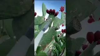 Cactus fruit !!!