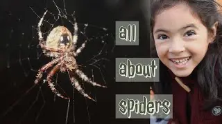 All About Spiders for Kids | Orb Weaver Spider Making Web