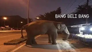 Top 5 gajah 