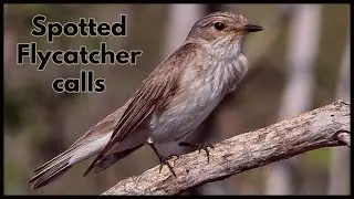 Spotted Flycatcher calls