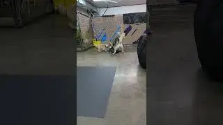 Puppy playtime. Huck the husky and Chewy the mix