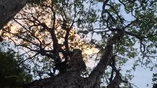 Ambiente de Jabuticabeira depois da chuva