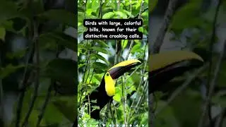 For the Love of Toucan #toucan #animals #fun #shorts