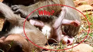 Why?Oh why newborn Dito lying down, Dito try to get milk until like this,The Monkey Camp 5742