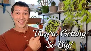How to Grow Epiphyllum Guatemalense From Seed! - Part 2 The Seeds Become SEEDLINGS!