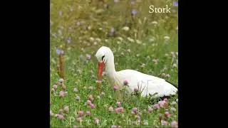 Stork bird | 😳😱 Beautiful birds video #shorts #viral