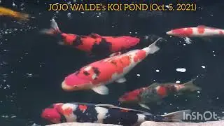 Jojo Walde's Koi Pond 32 Tons