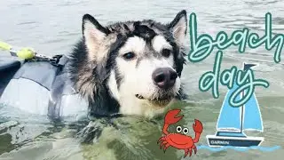 My Husky Goes Swimming At The Beach For The First Time! | Lenie & Seth