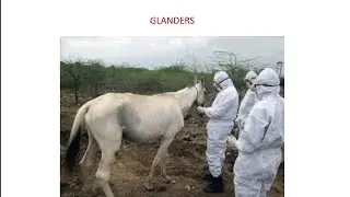 Glanders or Farcy disease of Horses