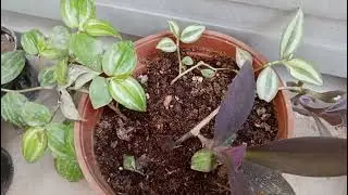  مجموعة نباتات خارجية وموسمية