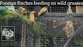 Star finches feeding on wild grass in aviary. 30/05/22