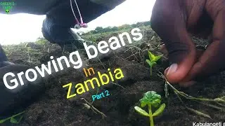 Growing beans in Zambia (part 2)26 February 2021