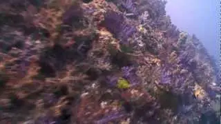 The Great Astrolabe Reef