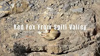 Red Fox | Winter Spiti | Snow Leopard Expedition | Nikon India | 4K Video | Wild Wonders Expeditions