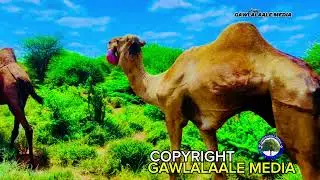 WARSAME JAAMAC YUUSUUF JAANDHEER CAJIIB AH