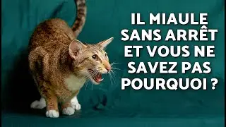 Est-ce que les CHATS M&Acirc;LES ont des CHALEURS ?  😼🔥 (Comportement et signes)