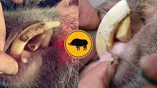 CLEANING MY PIG'S TEETH | Mini Pig Dental Hygiene