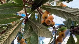 #HARVESTING #LOQUAT FRUIT@indayshirleyvlog