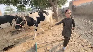 Village life video | Village cattle farm | Chacha Bhatija 