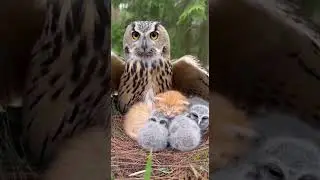 Mother Owl Protects the Little Kitten and Her Unbreakable Bond #wildlife #pets #love