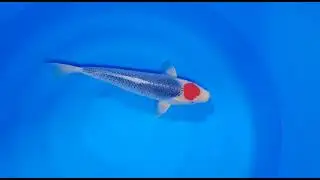 koihaus tancho asagi/goshiki #japankoi #koi #koifish #fish #kanezo