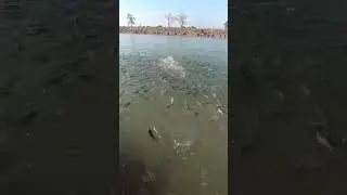 Tilapia in earthen ponds #fish #fishing #fish