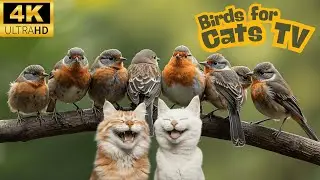 Relaxing Bird TV for Cats | Calm Forest Birds (No Music)