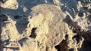 Metal Detecting Louisiana Cain field’s