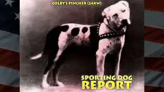 COLBY'S PINCHER (24XW) Short Story Of A Legend | American Pit Bull Terrier Founding Father