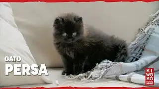 Gato Persa 🐱【Razas de Gatos】😻