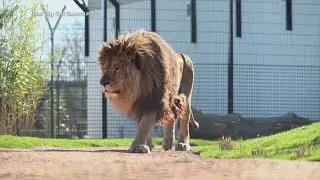 Big cat sanctuary in Britain helping lions, tigers and more, oh my!