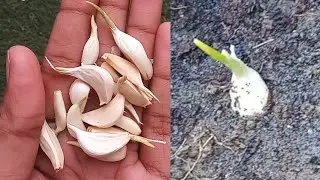 घर पर लहसून उगाने का आसान तरीका👍 || How to grow garlic at home #homegardening #garlic #minigarden