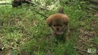 Band of Tibetan Spaniels Face Off With Snake | Too Cute!