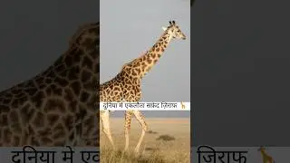दुनिया का अकेला सफ़ेद ज़िराफ़ - केन्या का Rare MIRACLE ! 🦒 #factsinhindi