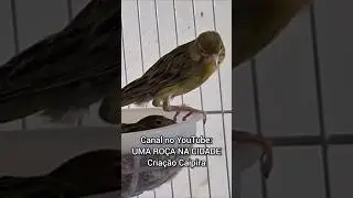 IVOMEC EM &Eacute;POCA DE REPRODU&Ccedil;&Atilde;O DEIXA O CAN&Aacute;RIO INF&Eacute;RTIL? #ro&ccedil;a #canario #canariobelga #can&aacute;rio #aves