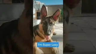 Is your dog featured here? #dog