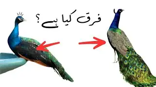 Indian Blue vs Blackshoulder Peafowl